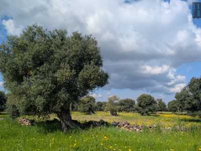 Il Casale dei santi Andrea e Procopio